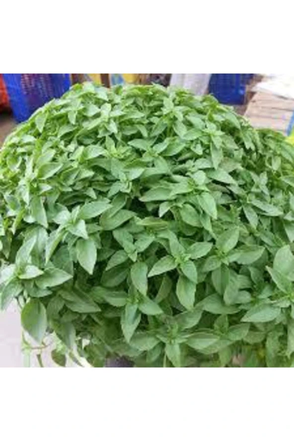 75 Adet Tohum Yeşil Yapraklı Mis Kokulu Fesleğen Çiçeği Tohumu Fesleğen Çiçeği Saksı Topraklı Hedi - Resim 2