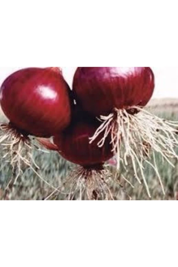 300 Adet Tohum Yerli Mor Soğan Tohumu Köy Tohumu Kırmızı Soğan Tohumu Hediye Tohumludur