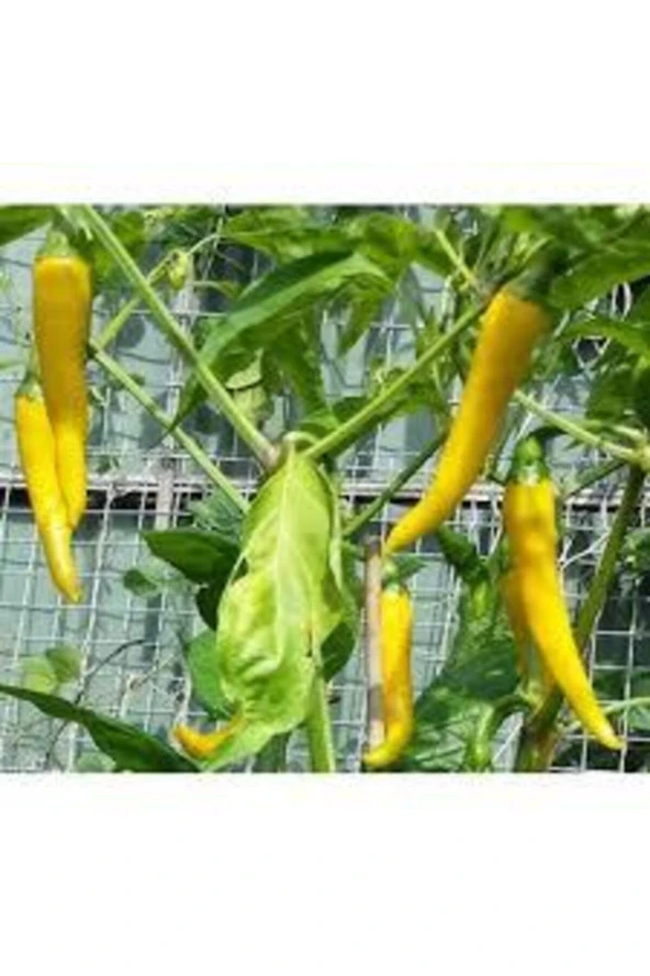 150 Adet Tohum Nadir Sarı Süs Biberi Tohumu Saksılık Biber Tohumu Bol Verimli Organik Tohum ürün görseli 1