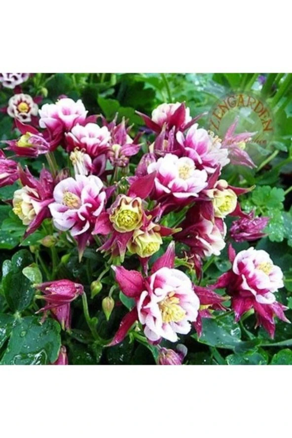 20 Adet Nadir Bulunan Kazanya Çiçeği Tohumu Kazanya Çiçek Tohumu Hediye Tohumludur