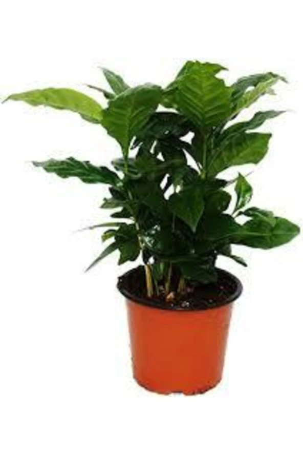 5 Adet Kahve Ağacı Tohumu - 2