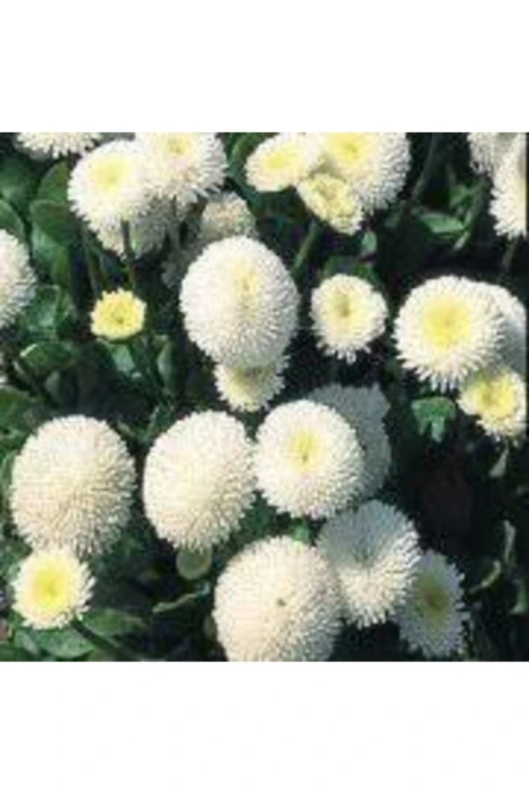 20 Adet Tohum Nadir Bulunan Beyaz Çilek Çiçeği Tohumu Çilek Çiçeği Saksı Toprak Hediyemiz ürün görseli 1