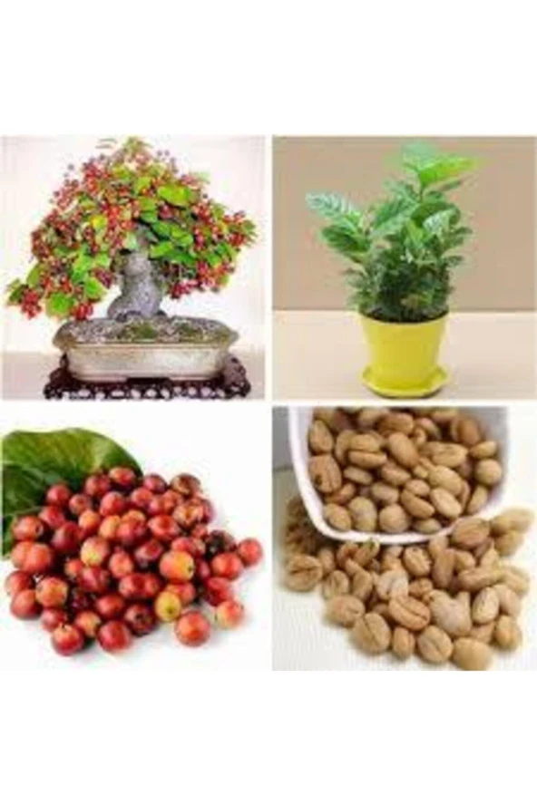 5 Adet Tohum Nadir Bonsai Bulunan Kahve Ağacı Tohumu Kahve Tohumu Saksı Toprak Hediye
