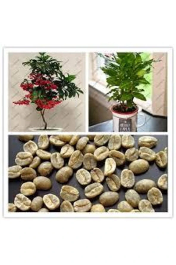 5 Adet Kahve Ağacı Tohumu