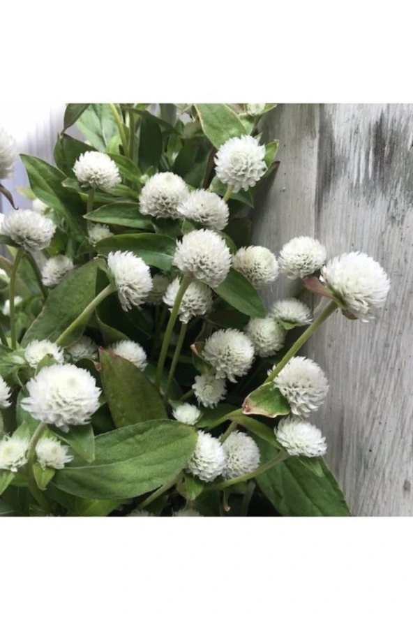 10 Adet Tohum Nadir Bulunan Beyaz Medine Çiçeği Tohumu Medine Çiçek Tohumu Hediye Tohumlu ürün görseli 1