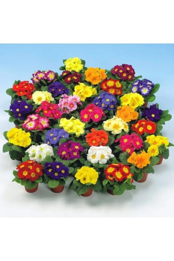 20 Adet Nadir Çuha Çiçeği Tohumu Çuha Çiçek Tohumu Saksı Toprak Hediyemizdir - Resim 2