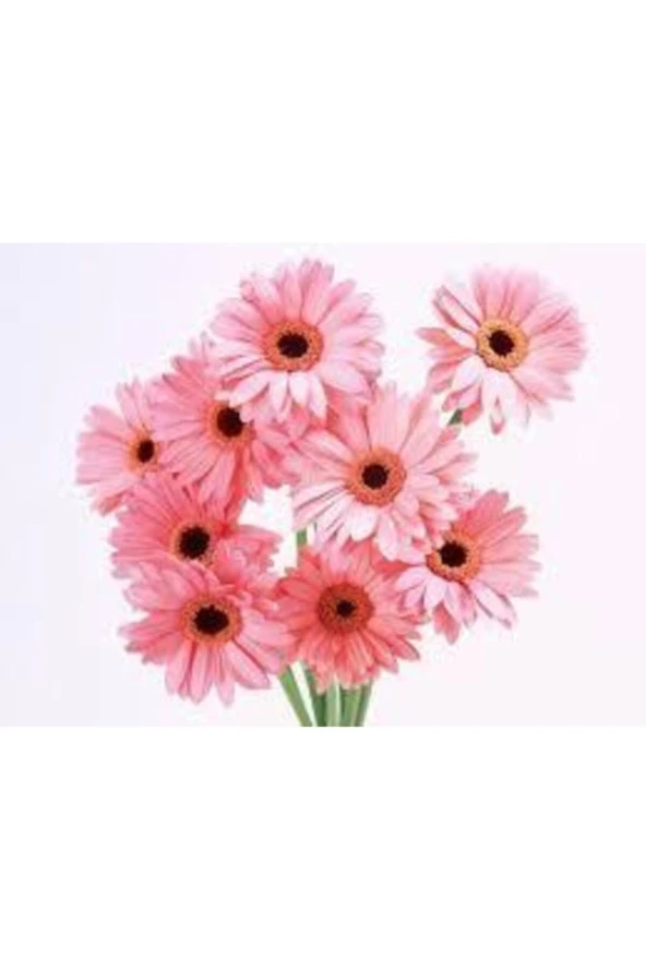 100 Adet Tohum Nadir Bulunan Pembe Papatya Çiçeği Tohumu - 2