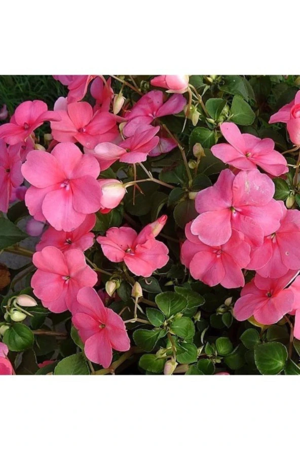 50 Adet Nadir Bulunan Sevgi Çiçeği Tohumu Sevgi Çiçek Tophumu Saksı Toprak Hediyemizdir ürün görseli 1