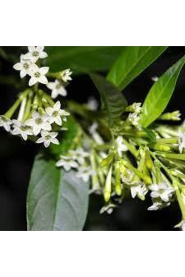 20 Adet Nadir Bulunan Melisa Çiçeği Tohumu Melisa Çiçek Tohumu Hediye Tohumludur ürün görseli 1