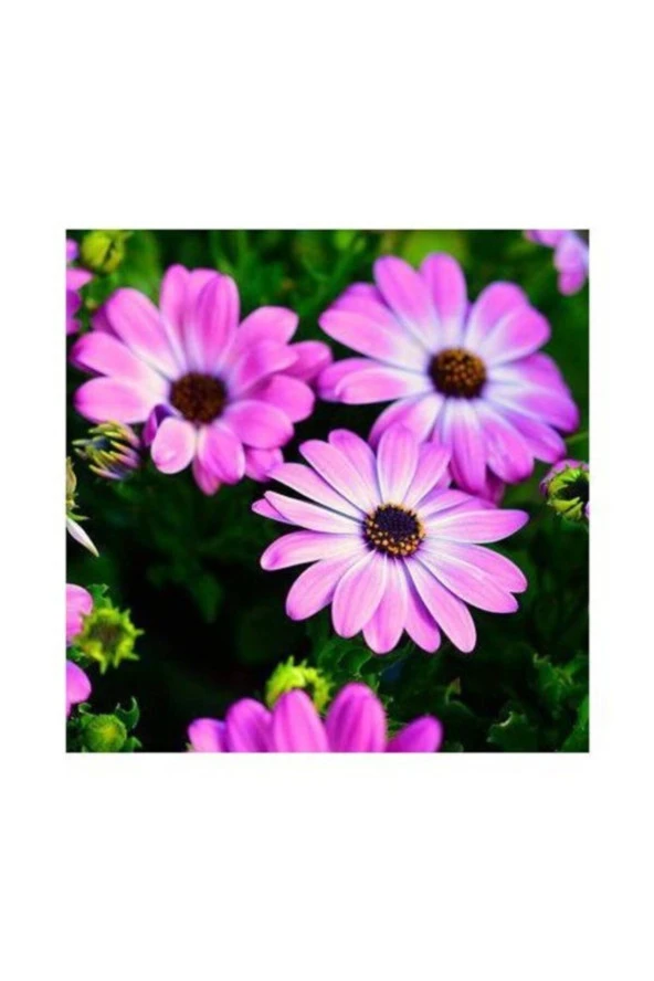 50 Adet Nadir Bulunan Sevgi Çiçeği Tohumu Sevgi Çiçek Tohumu Hediye Tohumlu ürün görseli 1