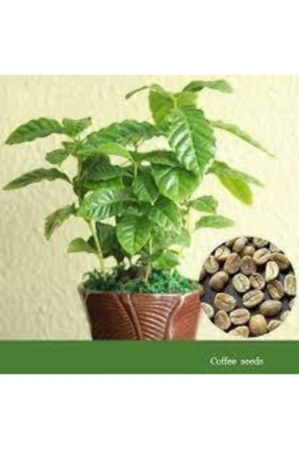 5 Adet Tohum Nadir Bulunan Kahve Ağacı Tohumu Kahve Ağaç Tohumu Saksı Toprak Hediyemiz