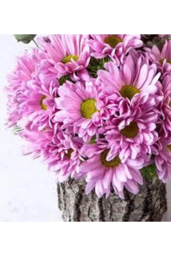 100 Adet Tohum Nadir Bulunan Pembe Papatya Çiçeği Tohumu