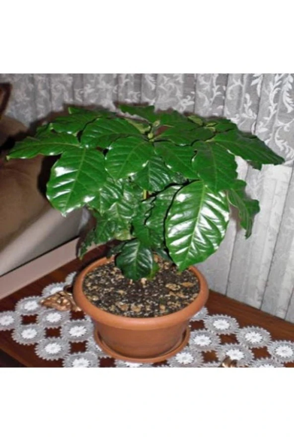 5 Adet Tohum Nadir Bulunan Kahve Ağacı Tohumu Kahve Ağaç Tohumu Saksı Toprak Hediyemiz - 2