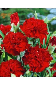 10 Adet Tohum Sarı Karanfil Çiçeği Tohumu Çiçek Tohumu Sürpriz Hediye Tohumludur ürün görseli 1