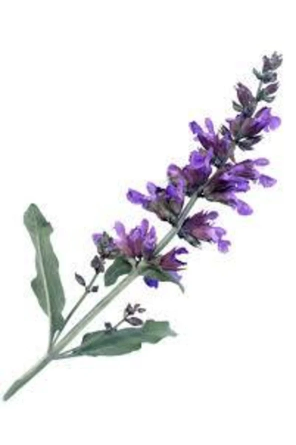 15 Adet Tohum Adaçayı Çiçeği Tohumu Mor Ada Çay Çiçek Tohumu Saksı Toprak Sürpriz Hediye Tohumlu