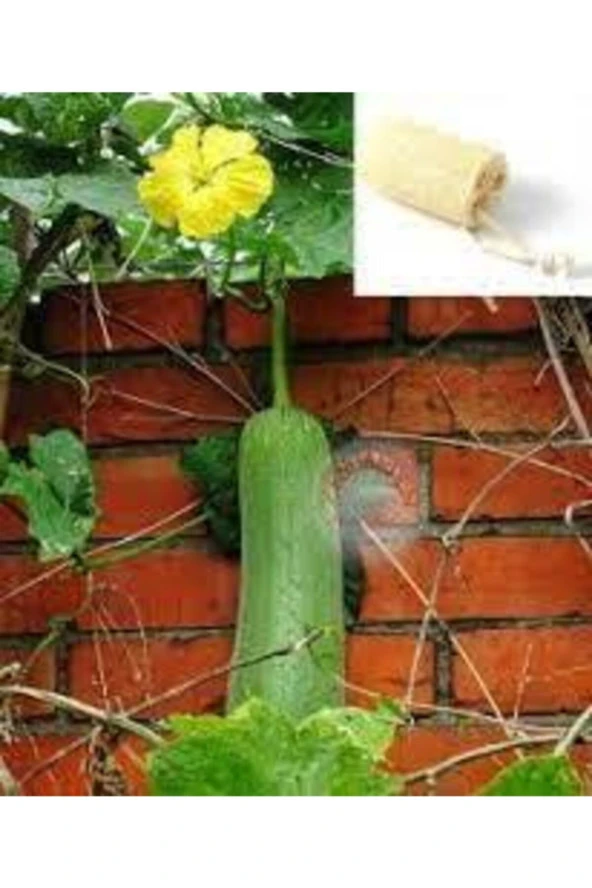 50 Adet Tohum Eko Paket Lif Kabak Tohumu Kabak Tohumu Lif Kabağı Tohumu Süpriz Hediye Tohum ürün görseli 1