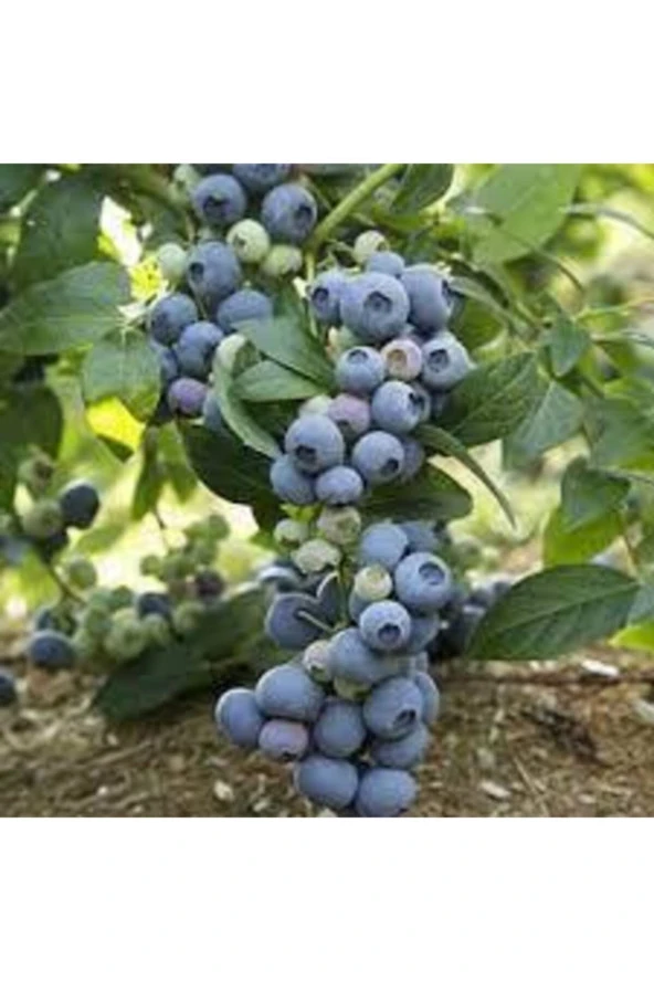 10 Adet Tohum Yaban Mersini Tohumu Blueberry Tohumu Sürpriz Hediye Tohumu