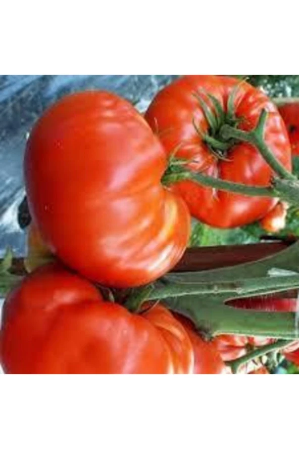 250 Adet Tohum Orjinal Köy Domatesi Tohumu Yerli Tabak Köy Domates Tohumu - Resim 2