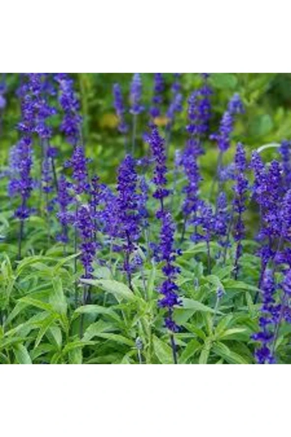 15 Adet Tohum Adaçayı Çiçeği Tohumu Mor Ada Çay Çiçek Tohumu Saksı Toprak Sürpriz Hediye Tohumlu - 2