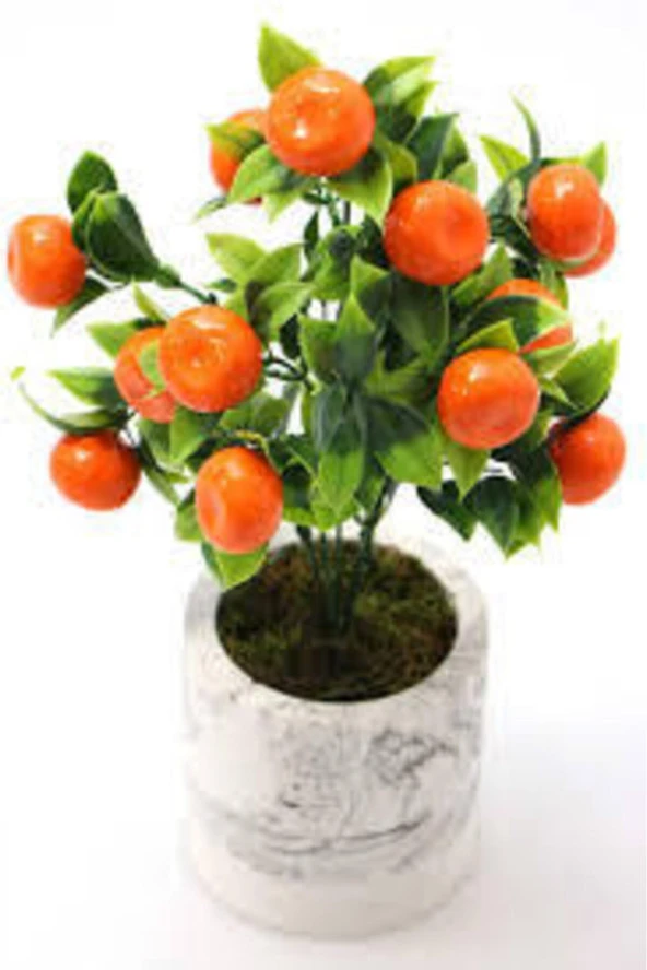 5 Adet Tohum Bodur Bonsai Mandalina Bonzai Ağacı Tohum Sürpriz Hediye Bonsai Ağacı Tohum ürün görseli 1