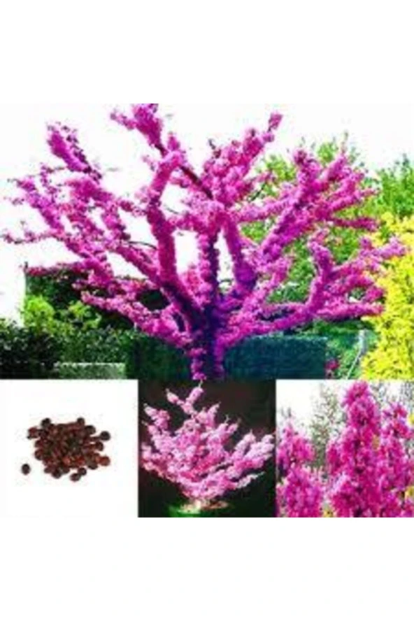 10 Adet Tohum Bodur Pembe Erguvan Ağacı Tohumu Ağaç Tohumu Sürpriz Hediye Tohum ürün görseli 1