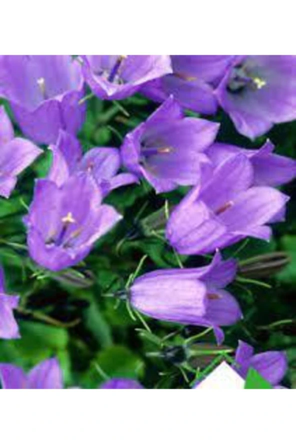 30 Adet Tohum Nadir Çan Kadehi Çiçeği Tohumu Çiçek Tohumu Saksı Toprak Sürpriz Hediye Tohumludur - Resim 2