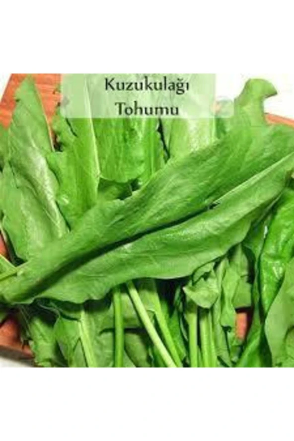 150 Adet Tohum Kuzu Kulağı Tohumu Koç Kulağı Tohumu Ekşi Otu Tohumu Sürpriz Hediye Tohum ürün görseli 1