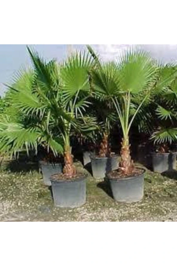 3 Adet Tohum Nadir Bulunan Washıngtonia Robusta Palmiye Ağacı Tohumu Saksı Toprak Sürpriz Hediye Toh ürün görseli 1