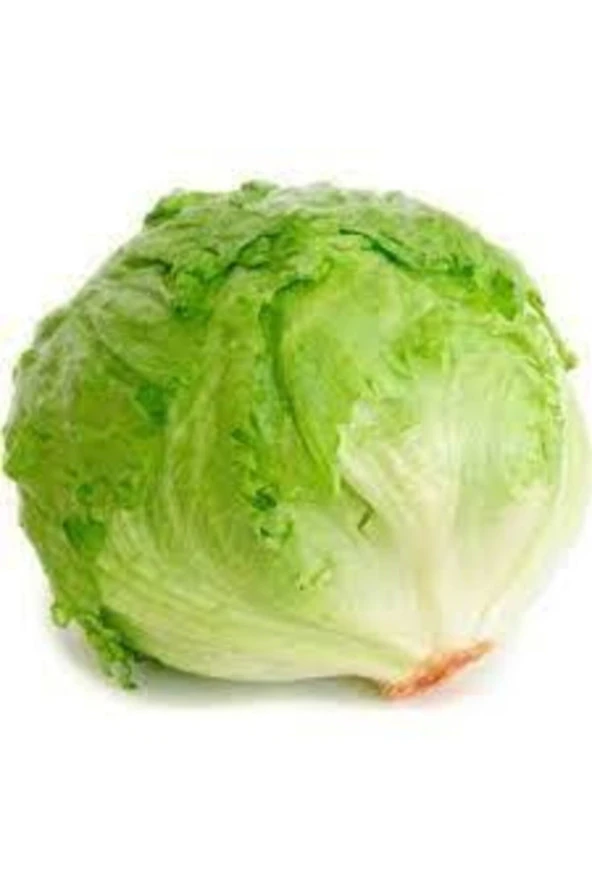 100 Adet Tohum Yerli Göbekli Iceberk Tohumu Sürpriz Hediye Tohum ürün görseli 1