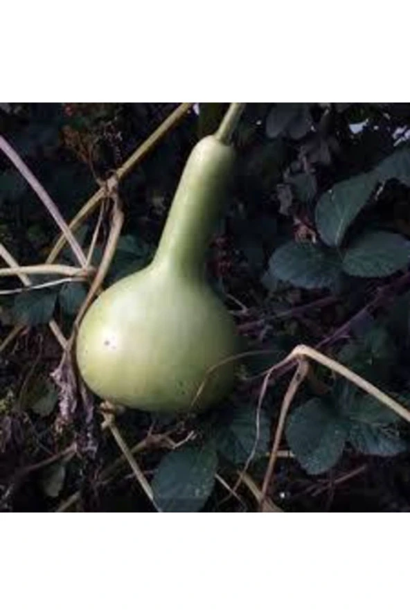 15 Adet Tohum Nadir Süs Su Kabağı Tohumu Kabak Tohumu Sürpriz Hediye Tohum ürün görseli 1