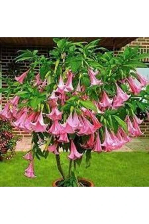 10 Adet Tohum Pembe Angel Trumpet Çiçeği Meleklerin Borazanı Çiçeği Tohumu ürün görseli 1