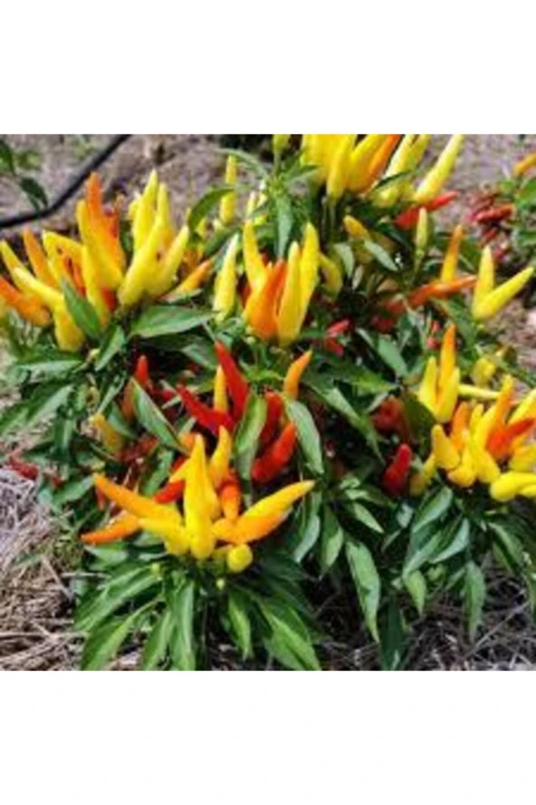 50 Adet Tohum Yediveren Acı Süs Biberi Tohumu Süper Kalite Turşuluk Yemeklik Sürpriz Hediye Tohum ürün görseli 1