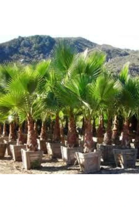 3 Adet Tohum Nadir Bulunan Washıngtonia Robusta Palmiye Ağacı Tohumu Saksı Toprak Sürpriz Hediye Toh - Resim 2