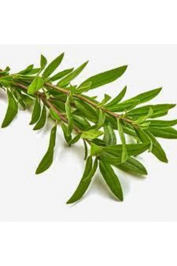 50 Adet Tohum Organik Kekik Tohumu Aromatik Dağ Kekiği Tohumu Sürpriz Hediye Tohum Ata Tohum ürün görseli 1