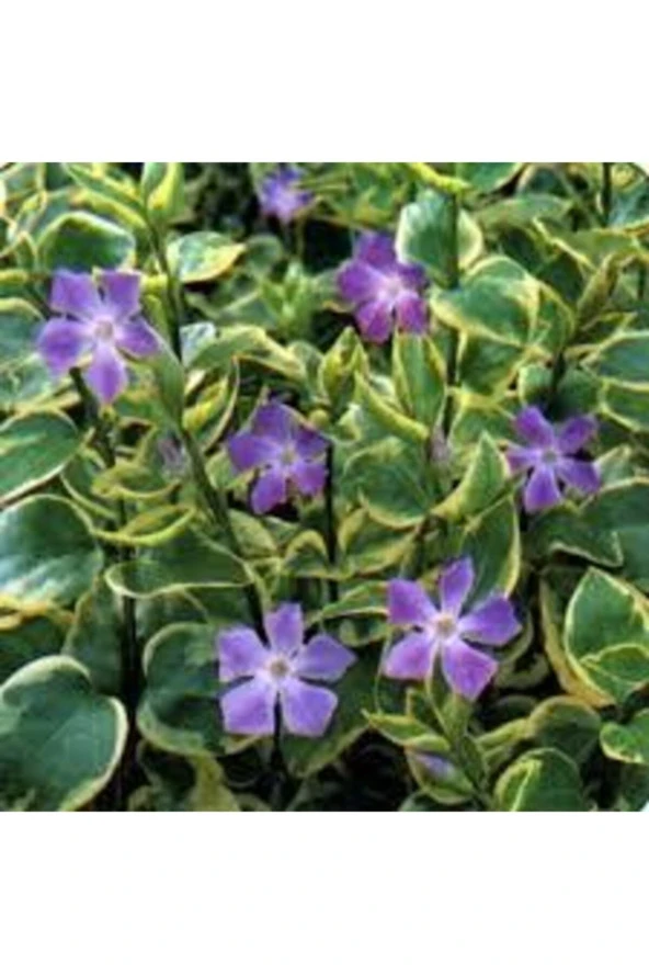 20 Adet Tohum Nadir Cezayir Menekşesi Tohumu Saksı Toprak Hediyeli ürün görseli 1