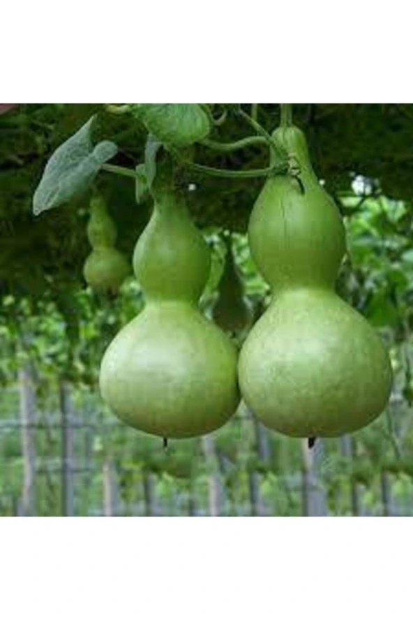 15 Adet Tohum Nadir Süs Su Kabağı Tohumu Kabak Tohumu Sürpriz Hediye Tohum - Resim 2