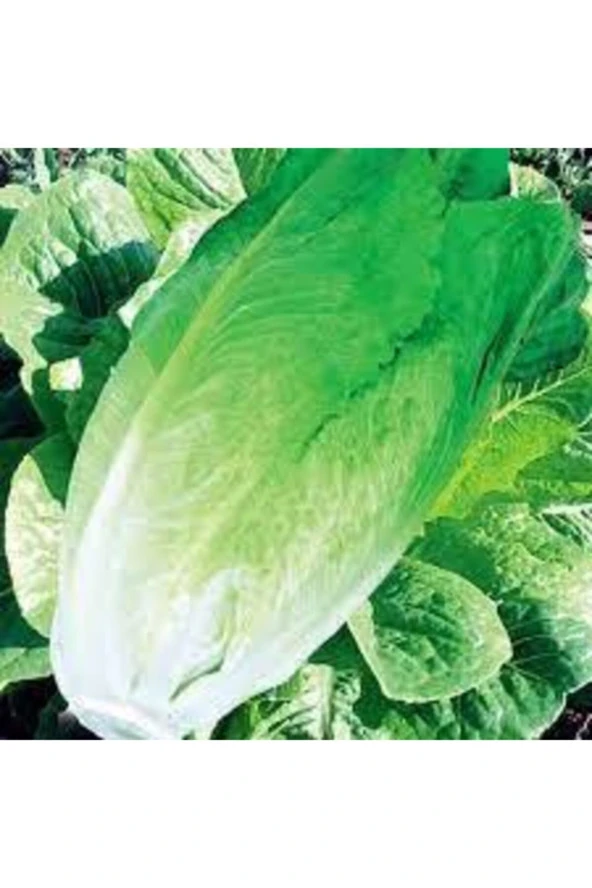 100 Adet Tohum Göbekli Yedikule Marul Tohumu Saksı Toprak Sürpriz Hediye Tohum - Resim 3