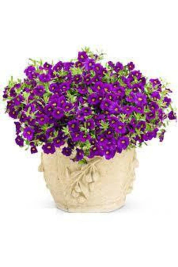 10 Adet Tohum 5 Farklı Alisso Çiçeği Tohumu Çiçek Tohumu Alisso Çiçeği Sürpriz Hediye Tohumludur ürün görseli 1