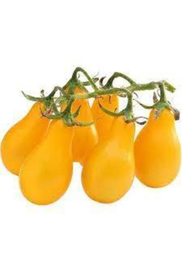 5 Adet Tohum Nadir Sarı Ampul Domates Tohumu Ampül Domates Tohumu Sürpriz Hediye Tohumla Gönderilir