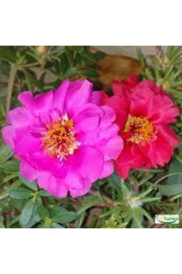 20 Adet Tohum Katmerli Ipek Çiçeği Tohumu Ipek Çiçeği Tohumu Toprak Saksı Sürpriz Hediye Tohumludur ürün görseli 1