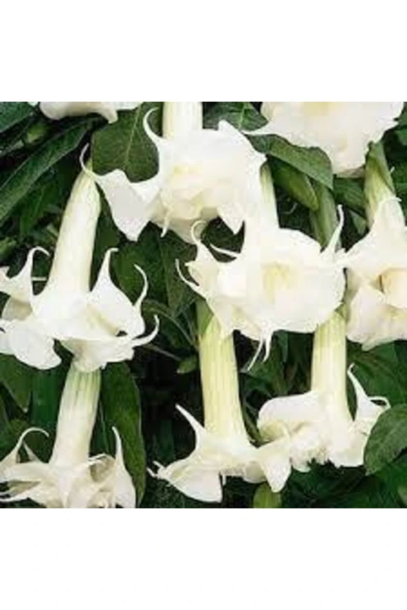 15 Adet Tohum Angel Trumpet Çiçeği Tohum Melek Borazanı Çiçeği Tohumu Hediye Tohumlu ürün görseli 1