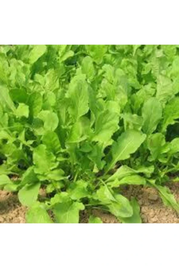 150 Adet Tohum Yerli Yeşil Roka Tohumu Saksı Toprak Sürpriz Hediye Tohum ürün görseli 1