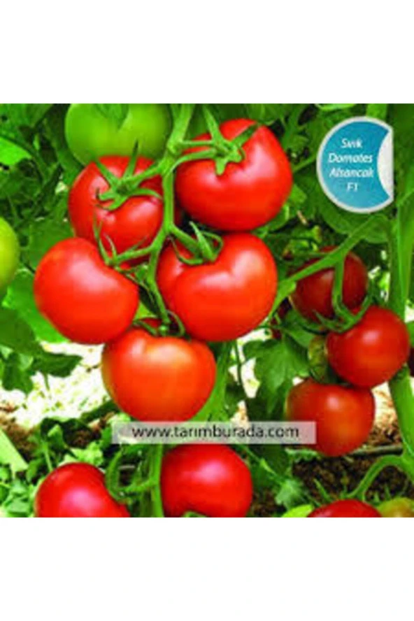 35 Adet Tohum Eko Paket Sırık Domates Tohumu Domates Tohumu Sırık Domates Süpriz Hediye Tohumlu