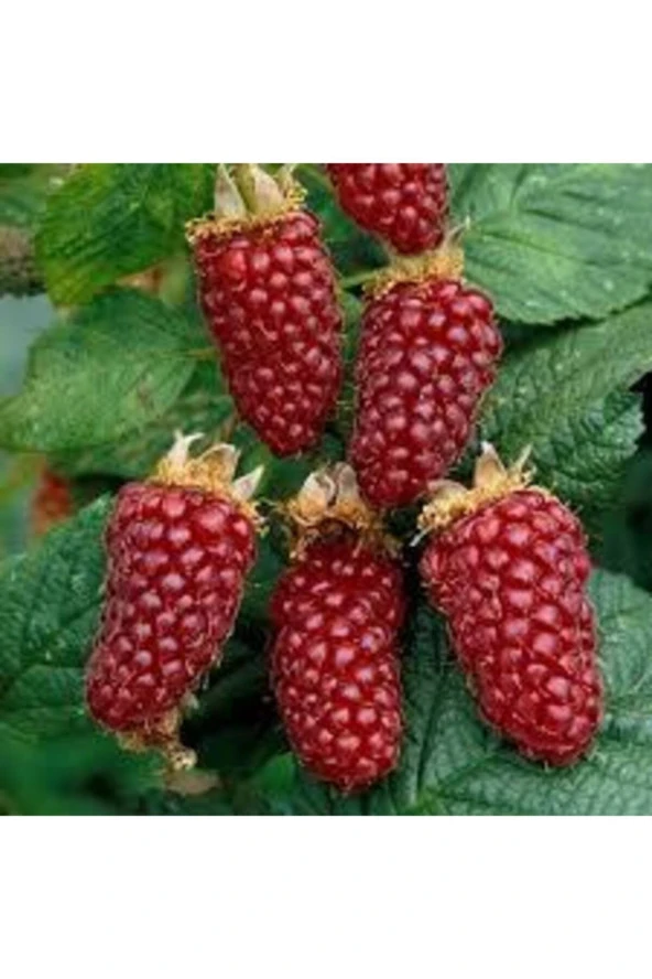 10 Adet Tohum Kırmızı Böğürtlen Ahududu Tohumu Saksı Toprak Hediyemizdir Sürpriz Hediye Tohumlu ürün görseli 1