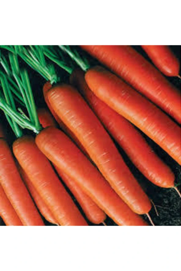 100 Adet Tohum Geleneksel Etli Erkenci Nantes Havuç Sürpriz Hediye Tohum ürün görseli 1