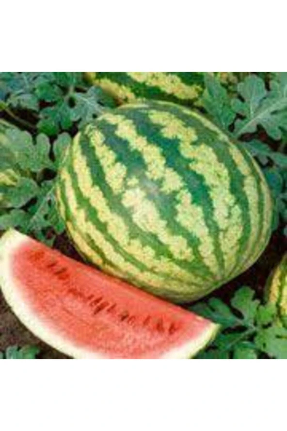 30 Adet Tohum Nadir Ithal Crimson Sweet Karpuz Tohumu Sürpriz Hediye Tohumludur - Resim 2