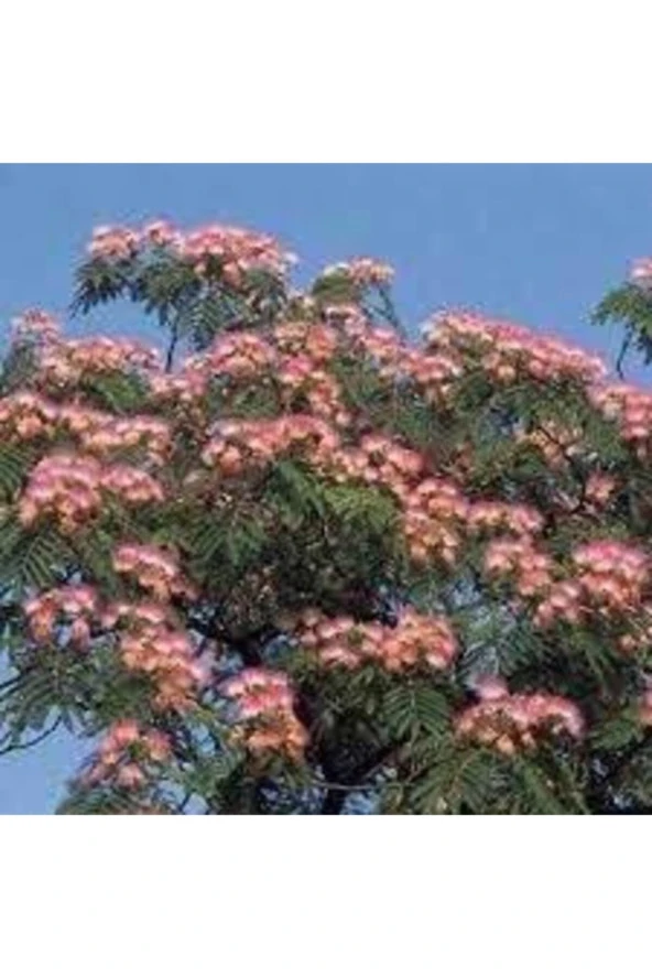 10 Adet Tohum Gülibrişim Ağacı Tohum Gülibrişim Tohum Sürpriz Hediye Bonsai Ağacı Tohumla ürün görseli 1