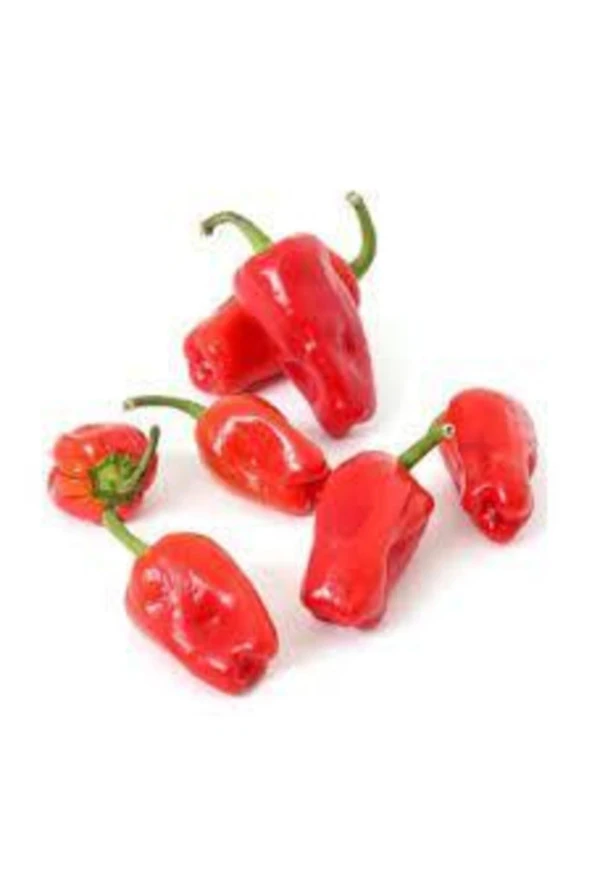 35 Adet Tohum Çok Acı Urfa Isot Biberi Tohumu Biber Tohumu Saksı Toprak Süpriz Hediye Tohum