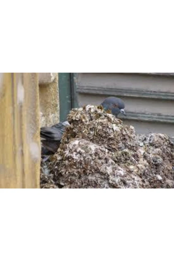 2 Litre Hakiki Katkısız Güvercin Gübresi Doğal Gübre Doğal Gübre Güvercin Gübresi - Resim 2