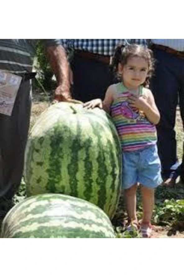 15 Adet Tohum Meşhur Diyarbakır Karpuzu Tohumu Karpuz Tohumu Sürpriz Hediye Tohum - Resim 3
